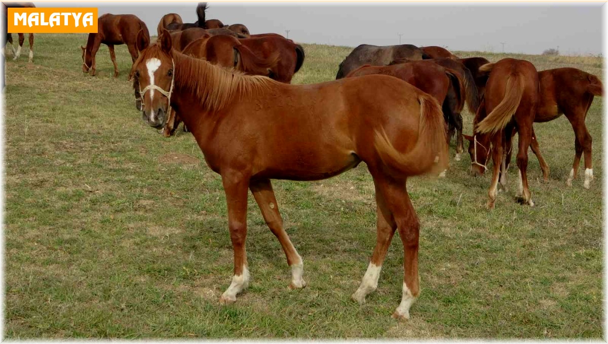 Bu atlar para basıyor