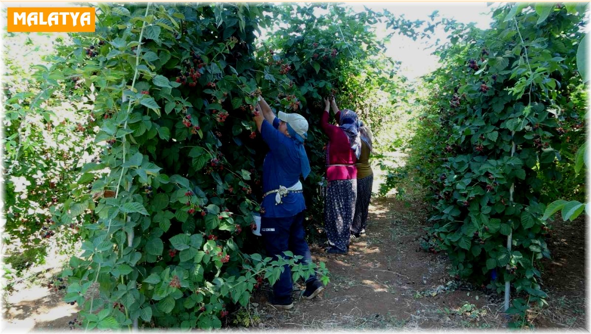 Bu bahçeye giren bir daha çıkmak istemiyor