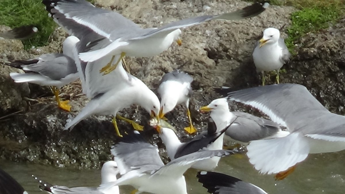 Bu balıkları avlamak sadece martılara serbest