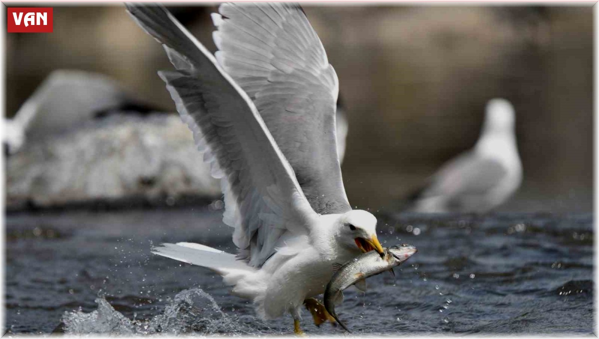Bu balıkları sadece martılar avlayabiliyor