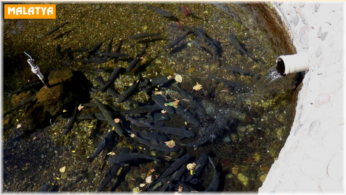 Bu balıkların gizemi çözülemiyor