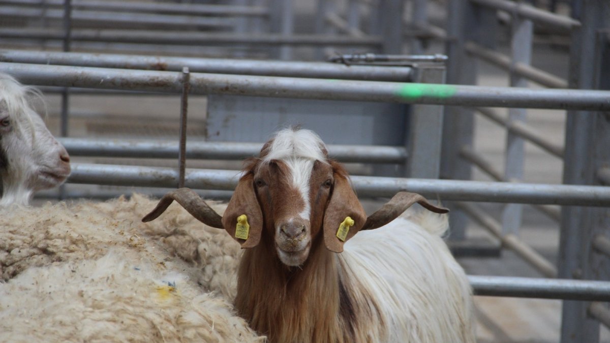 Bu bayramın gözdesi küçükbaş kurbanlıklar olacak