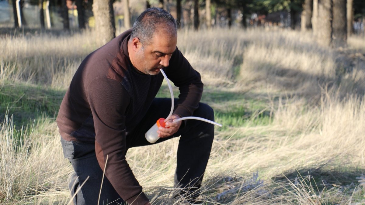 Bu böcek dünyada ikinci, Türkiye'de ilk defa Elazığ'da görüldü