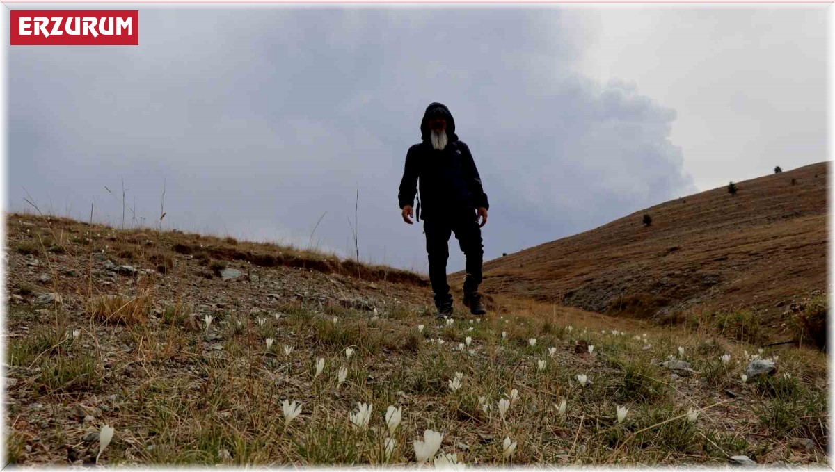 Bu çiçekler yaylalardan 'vargit' diyor