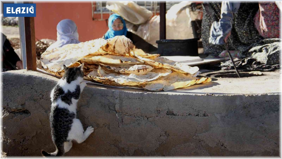 Bu da 'Ekmeğinin peşinde koşan' kedi