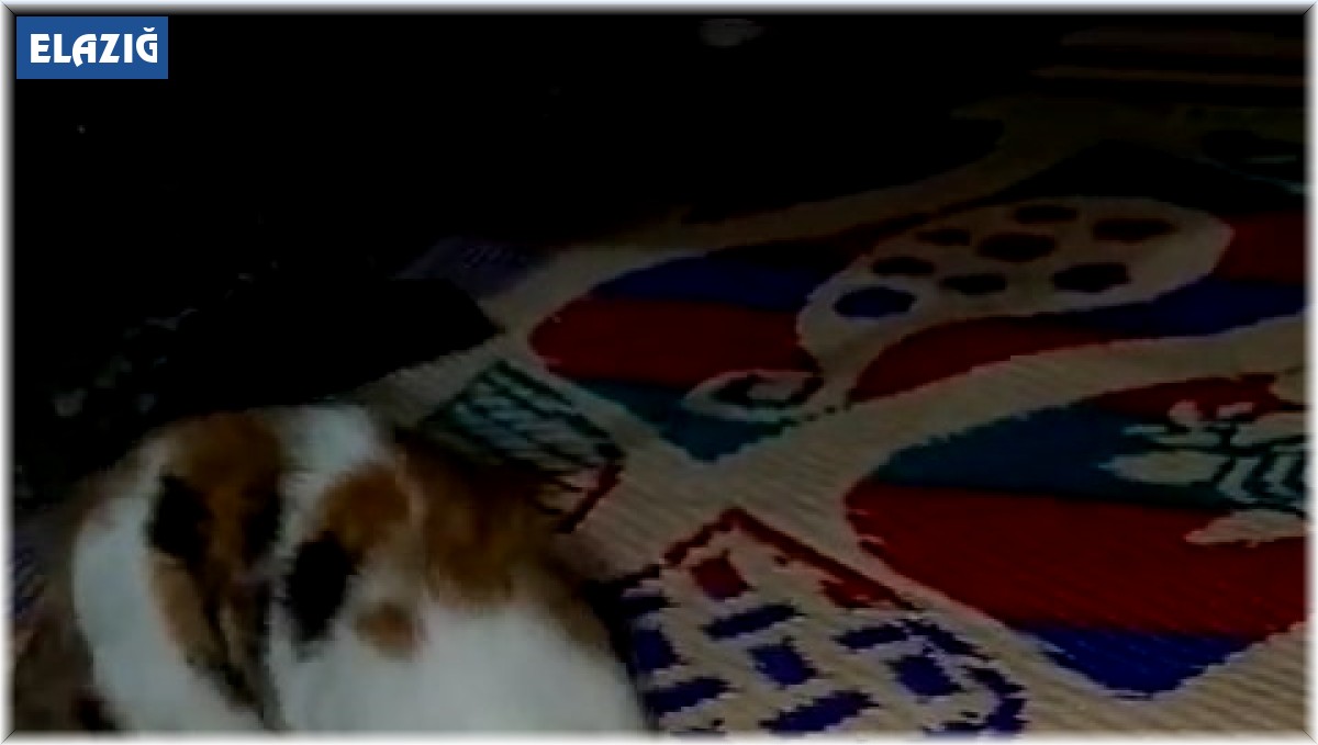 Bu da et değil, çekirdek yiyen kedi