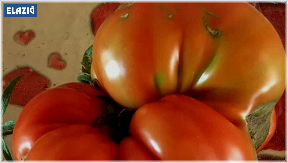 Bu domatesler tam 1 kilo