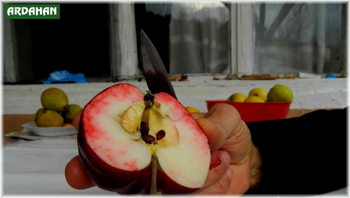 Bu elma sadece Posof'ta yetiştiriliyor