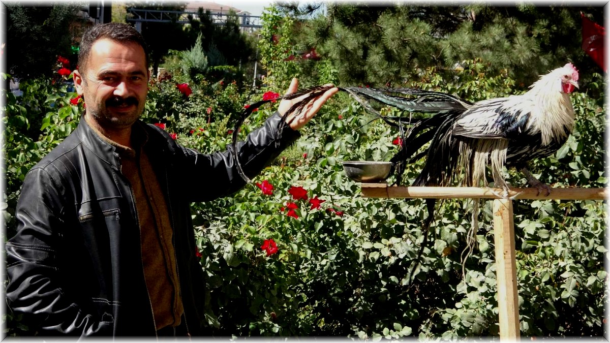 Bu horoz kendini 'papağan' sanıyor