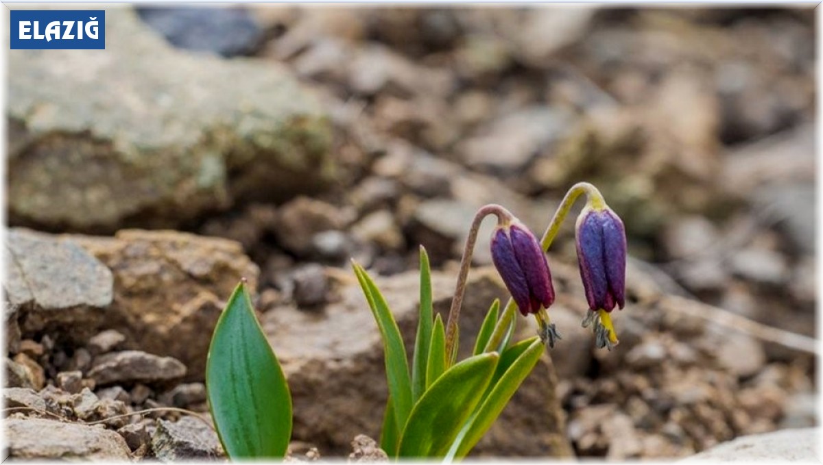 Bu iki çiçeği koparmanın cezası yarım milyon lira