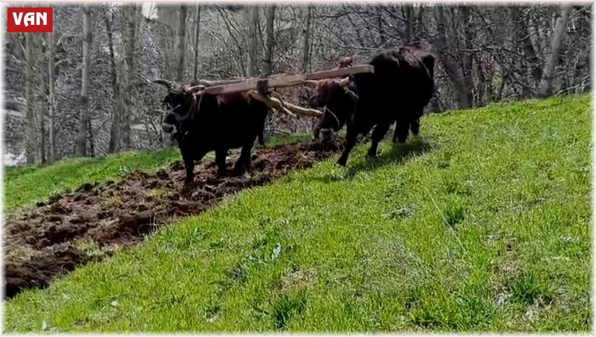 Bu ilçede halen 'Kara saban' kullanılıyor