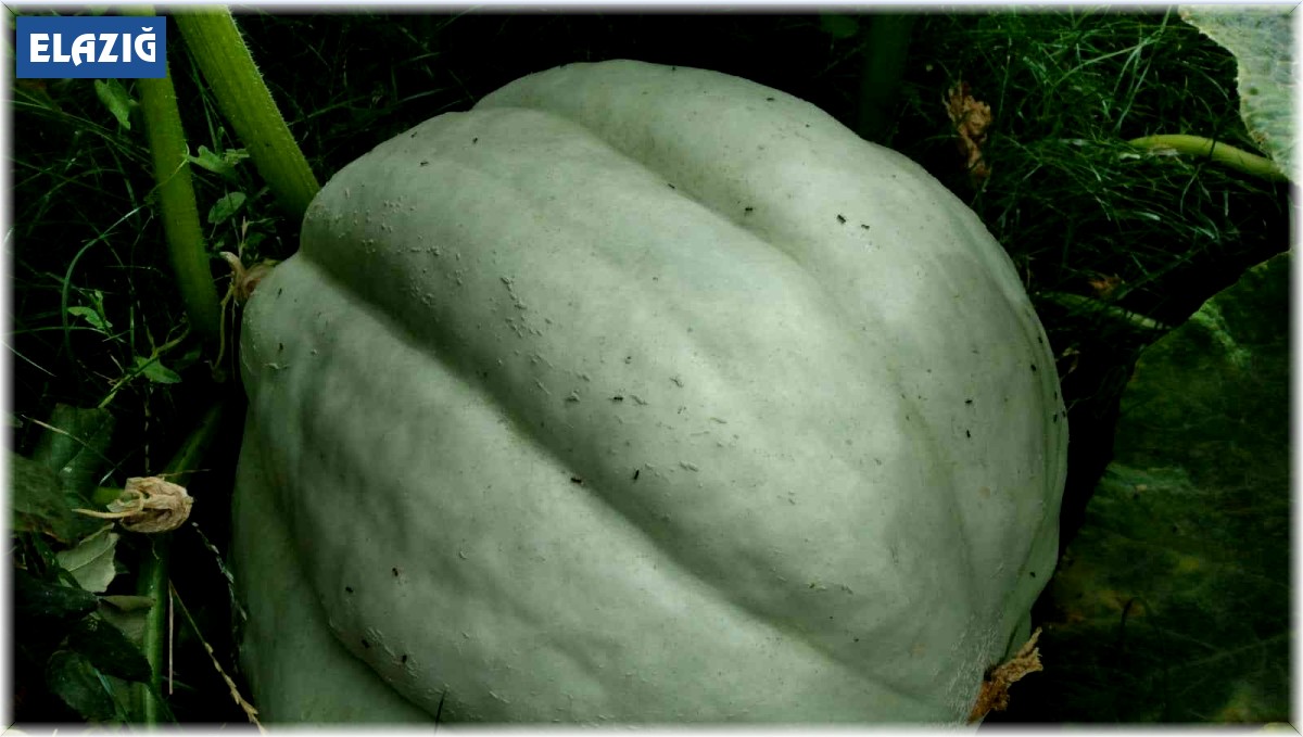 Bu kabağı görenler dönüp bir daha bakıyor