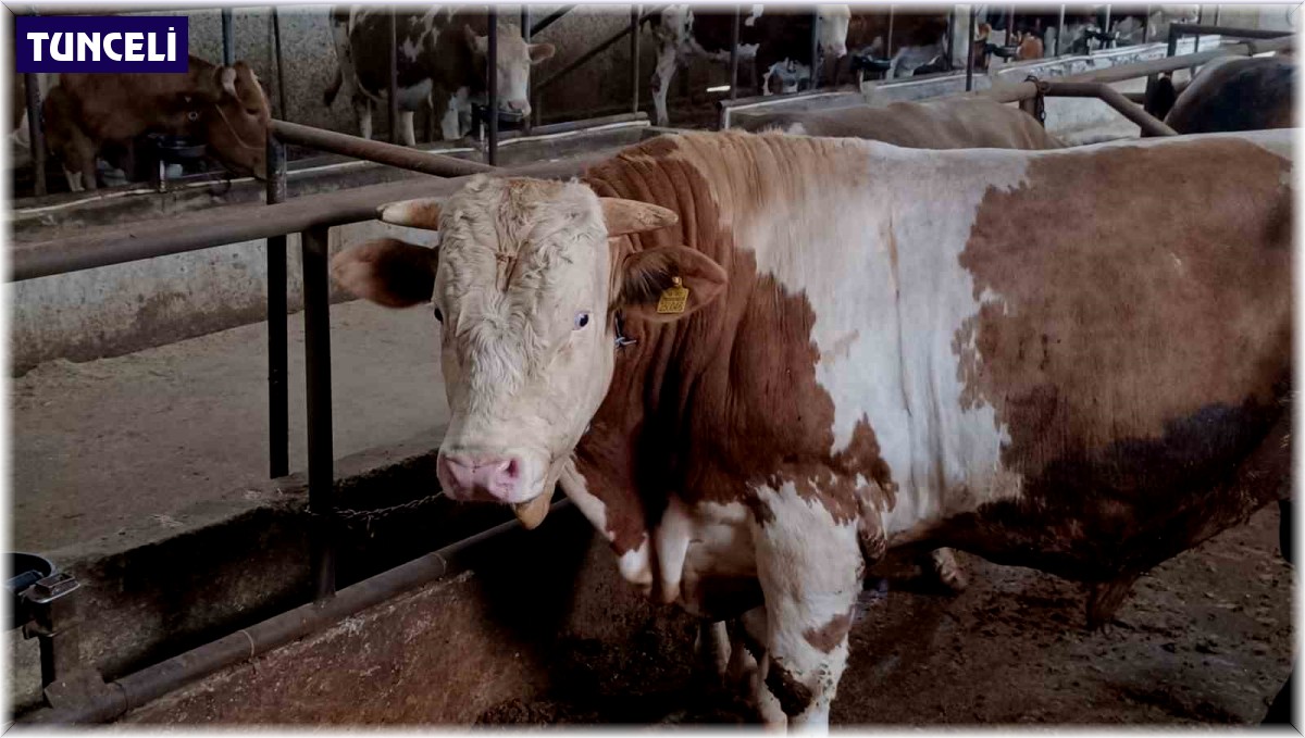 Bu kurbanlığın benzeri çok az, bin 850 kiloluk 'Paşa' yeni sahibini bekliyor