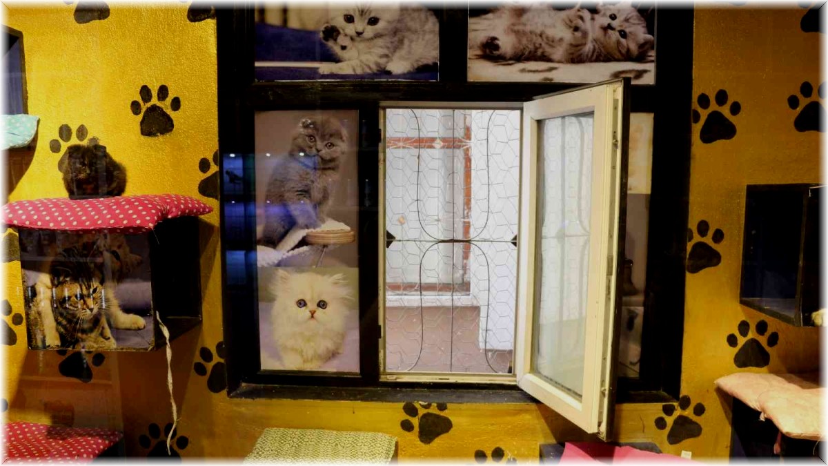 Bu pansiyonda kediler kalıyor