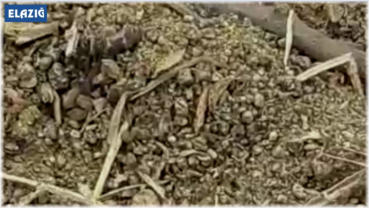 Bu 'Uğur böceği' o kadar da masum değil