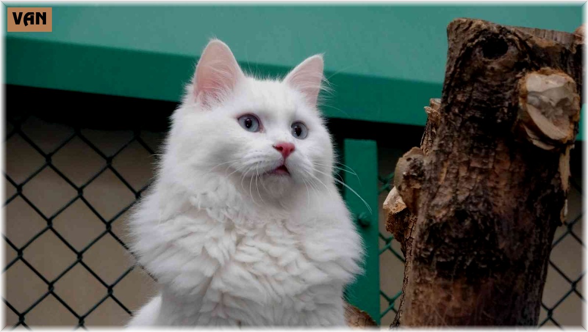 Bu yıl 100 yavru Van kedisi dünyaya geldi