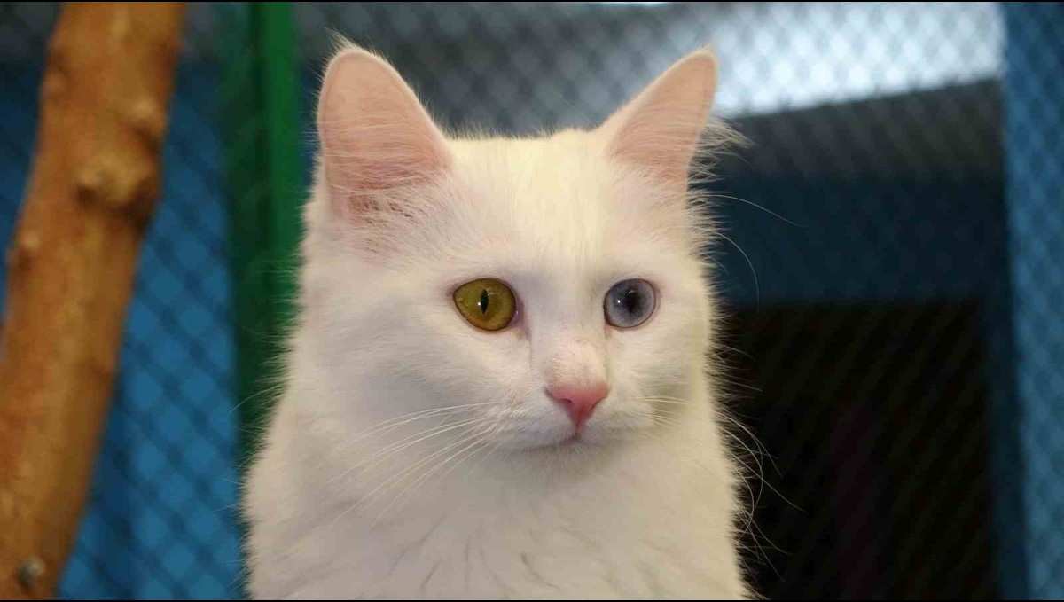 Bu yıl 150 yavru Van kedisi dünyaya geldi