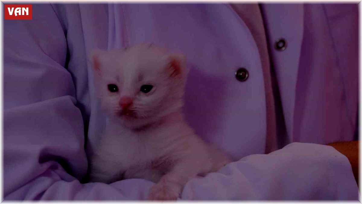 Bu yılın ilk yavru Van kedileri dünyaya geldi