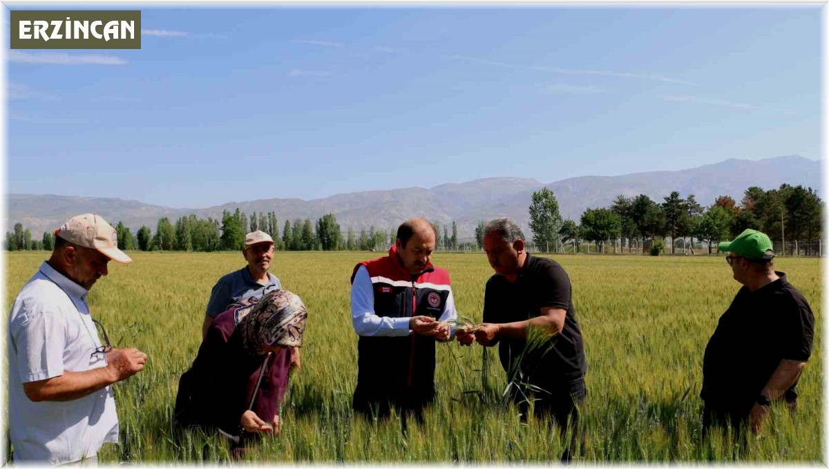 Buğday tarlalarında kontroller sürüyor