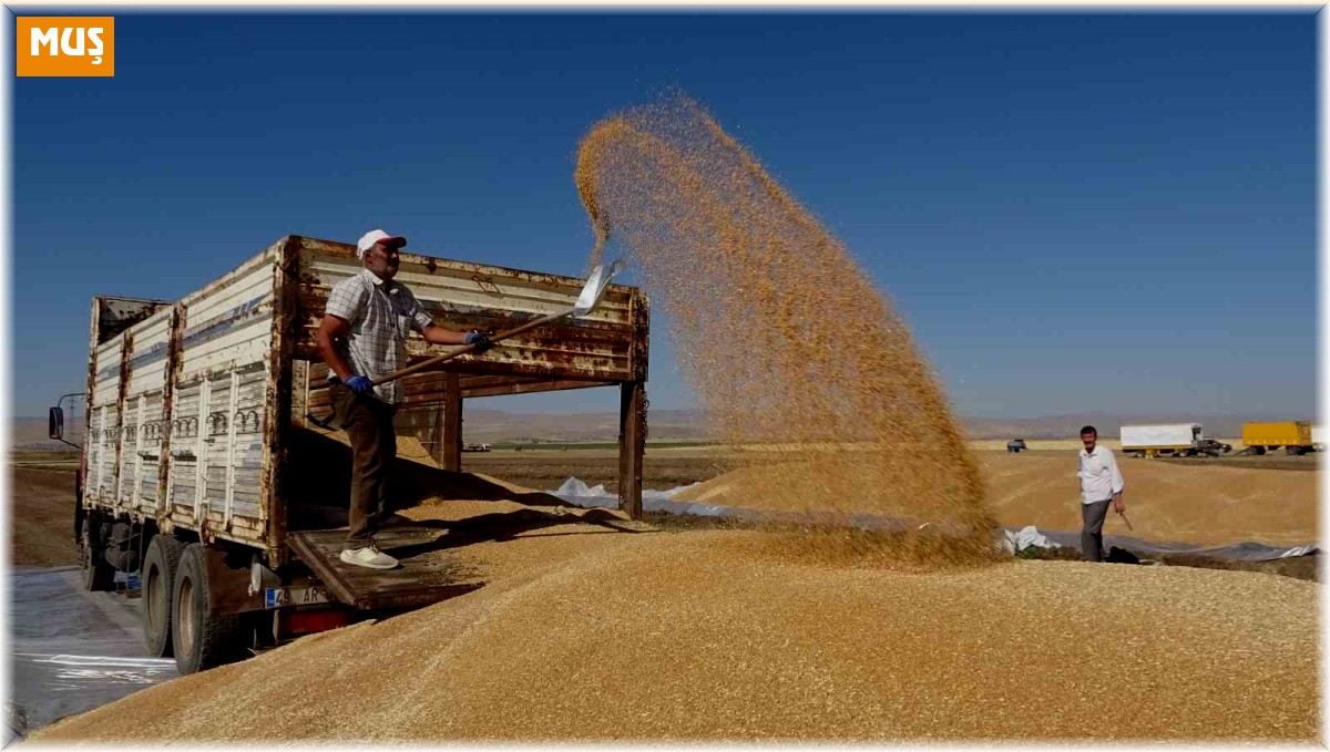 Buğdayda rekor üretim gerçekleşti