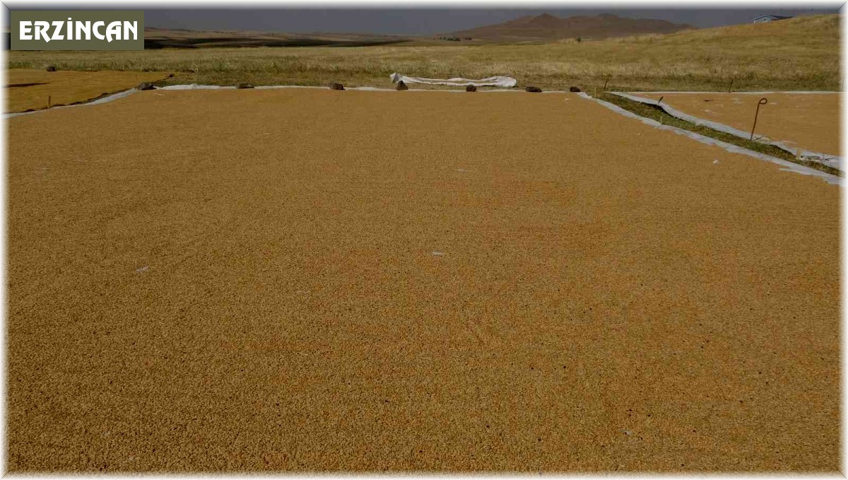 Buğdayın tarladan değirmene yolculuğu