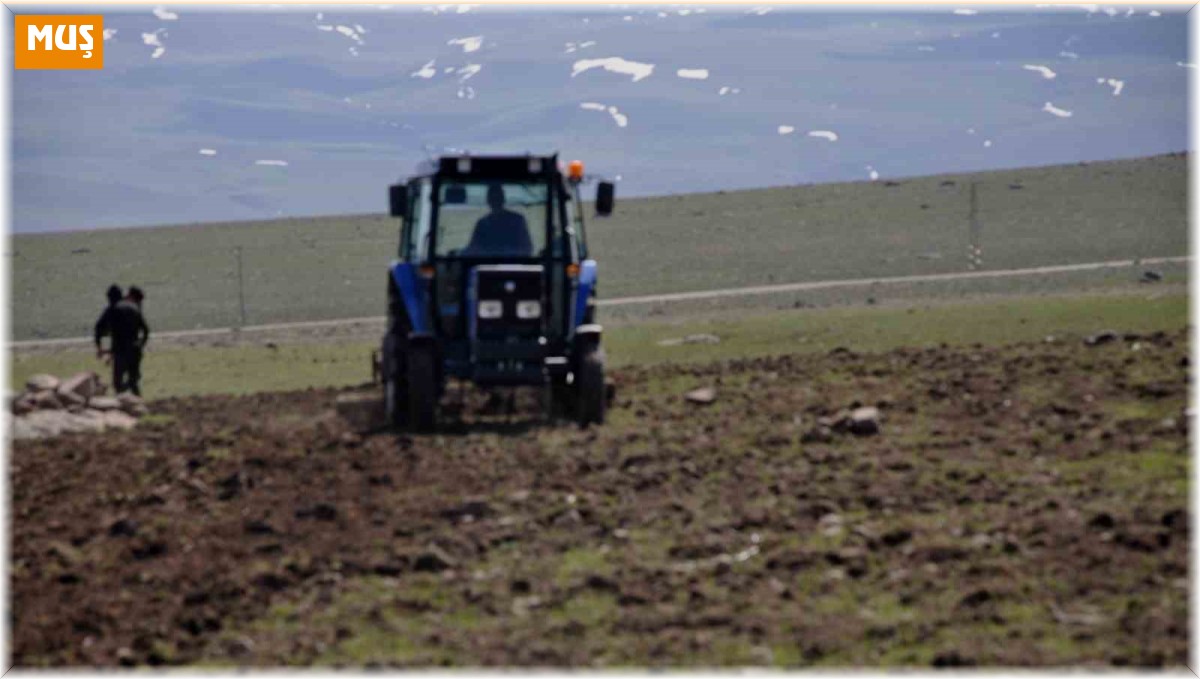 Bulanık'ta etkili olan yağışlar çiftçiye umut oldu