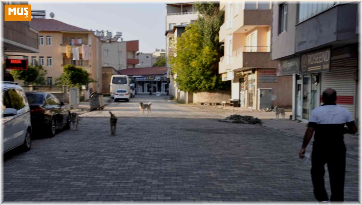 Bulanık'ta sokak hayvanları unutulmadı