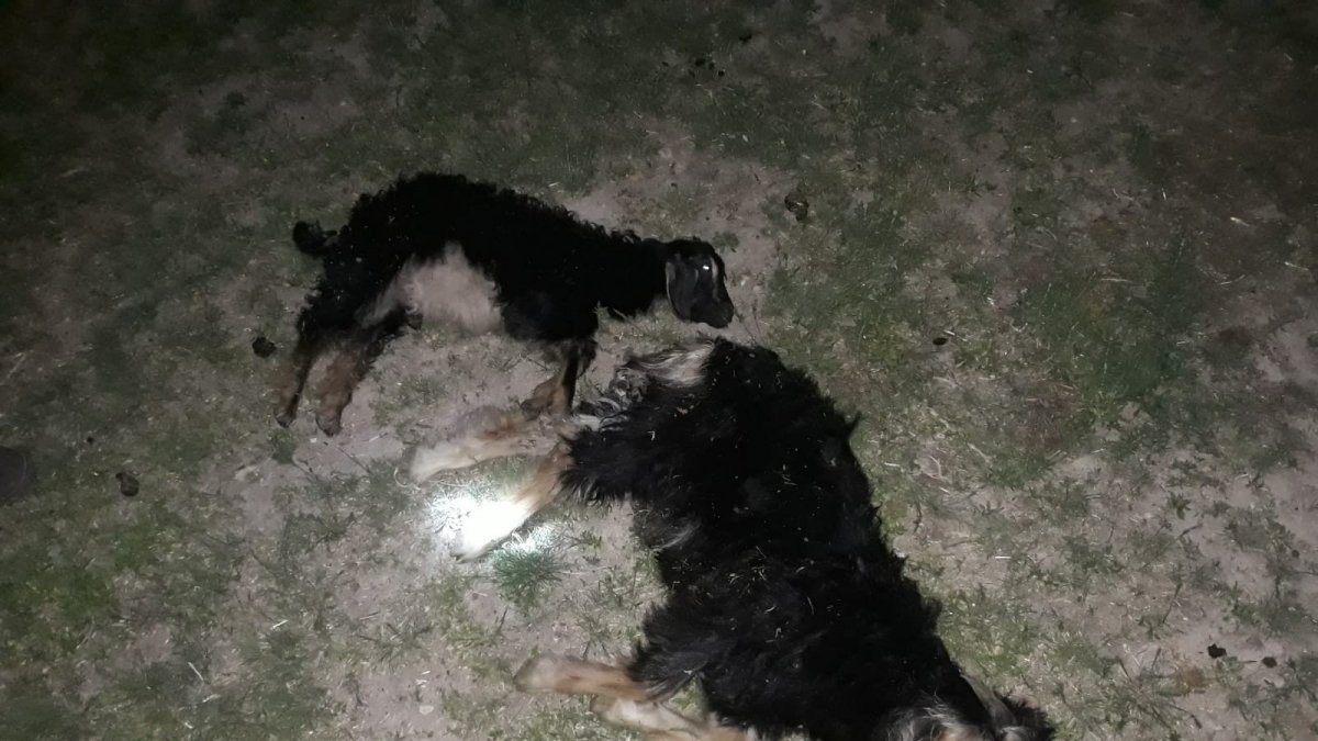 Bulanık'ta sokak köpekleri 4 oğlağı telef etti