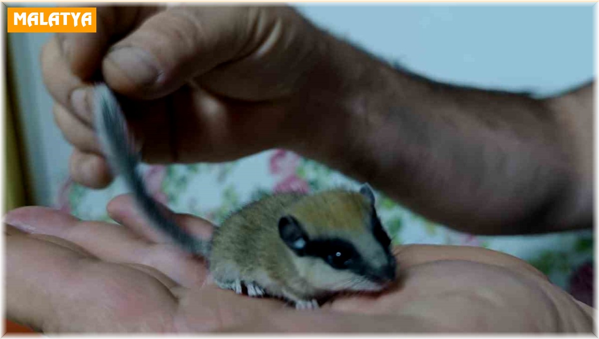 Bulduğu nesli tehlike altında olan ağaç yediuyurunu sütle besliyor