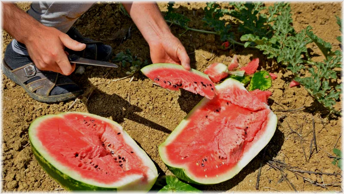 Bunaltıcı sıcaklar vatandaşı sulu meyvelere yönlendirdi