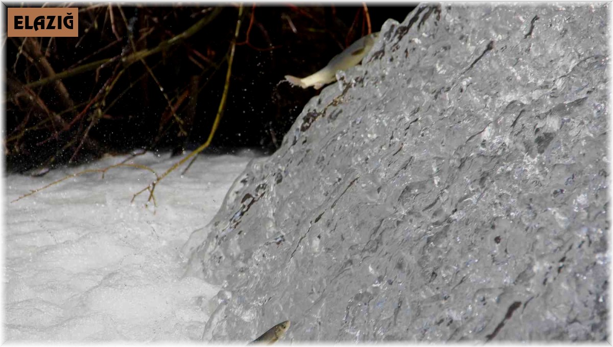 Bunlar İnci Kefali değil Siraz, akıntıya karşı göç başladı