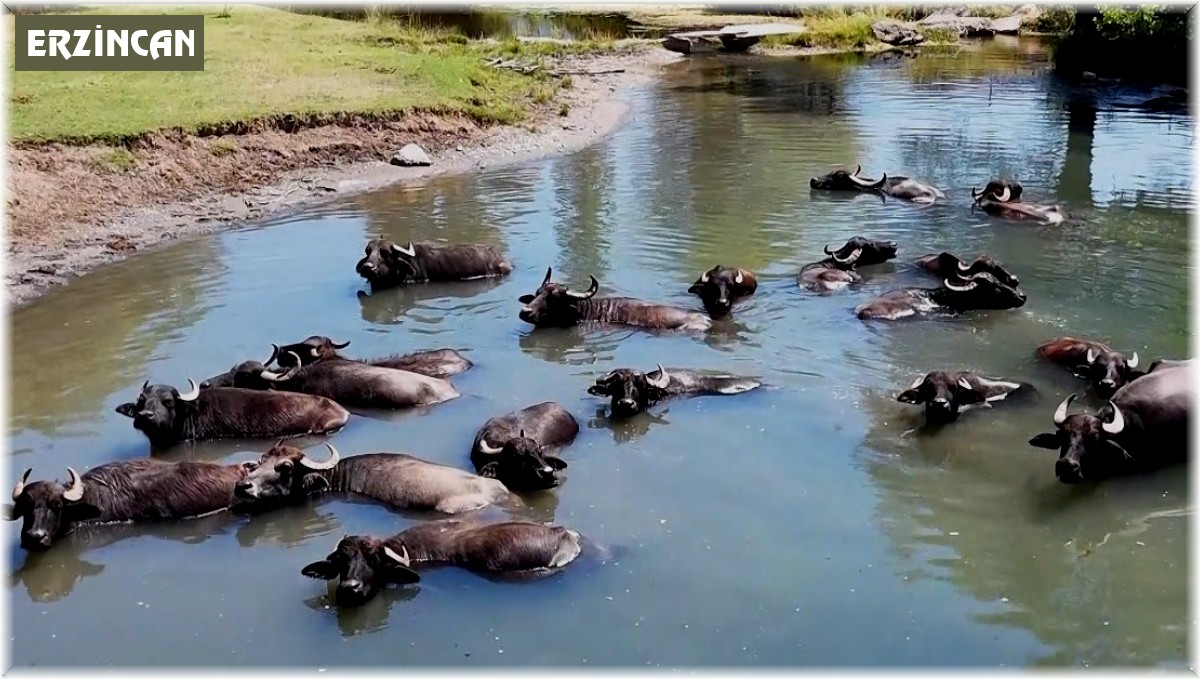 Burası Serengeti değil Erzincan Ovası