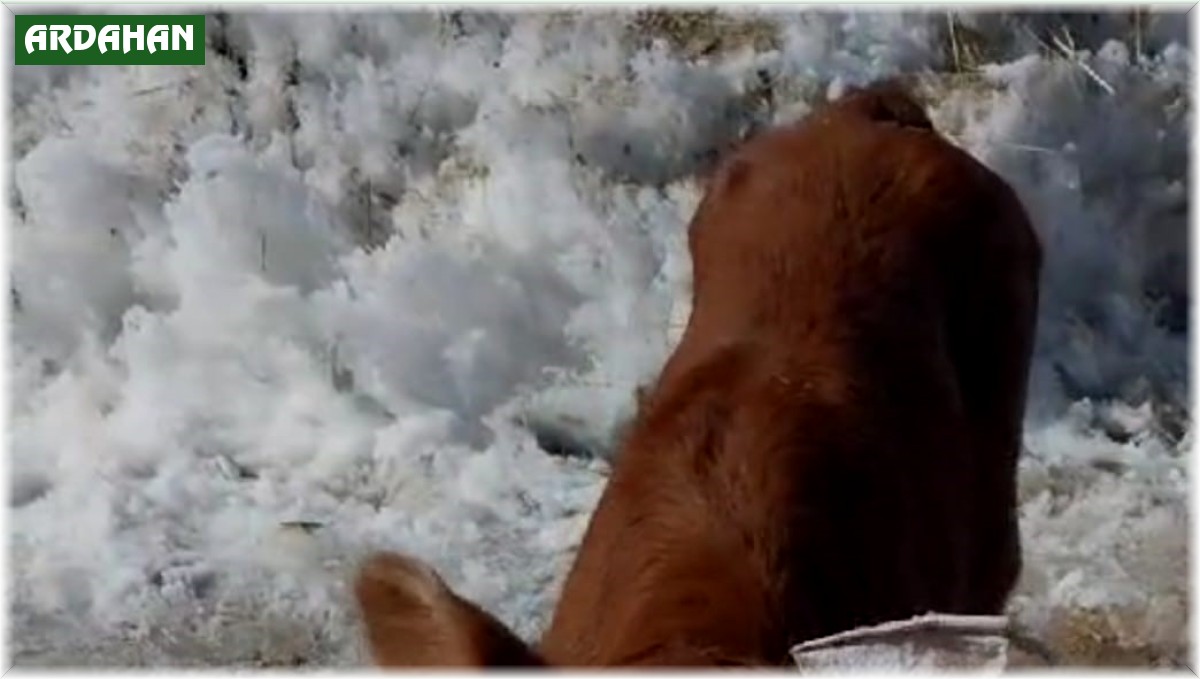 Burun ve dudağı eksik olarak doğan buzağı, biberonla besleniyor