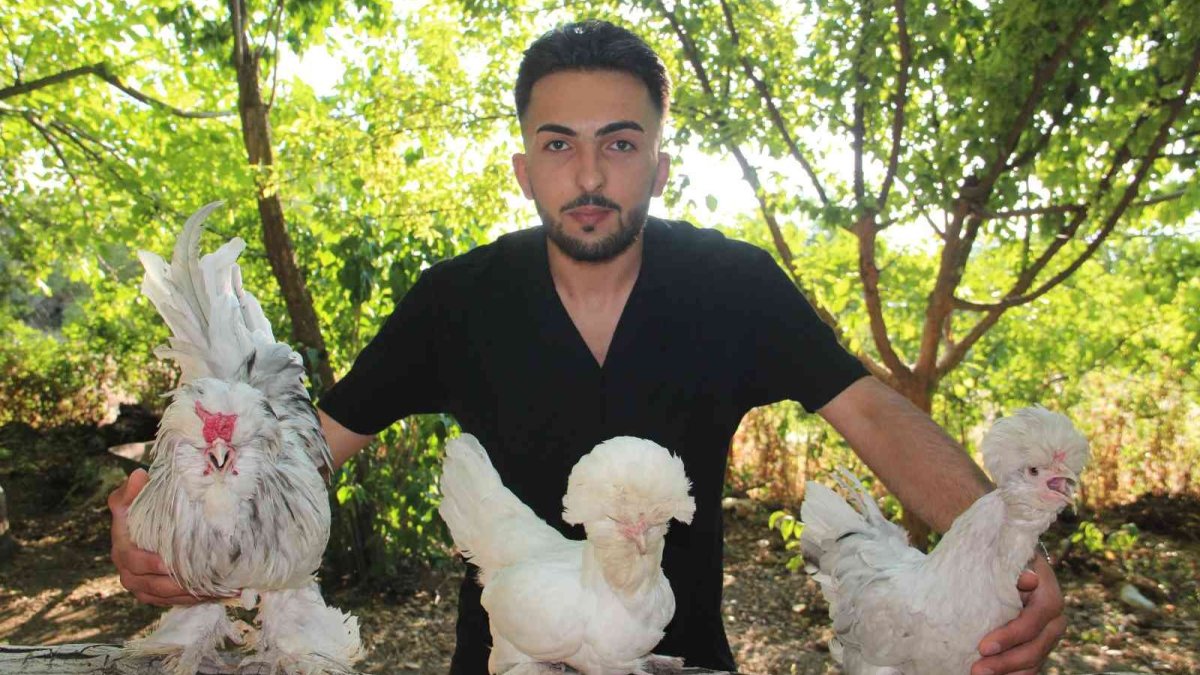Bütün zamanını Osmanlı saray sultan tavuklarına adadı, 20'ye yakın renk oluşturdu