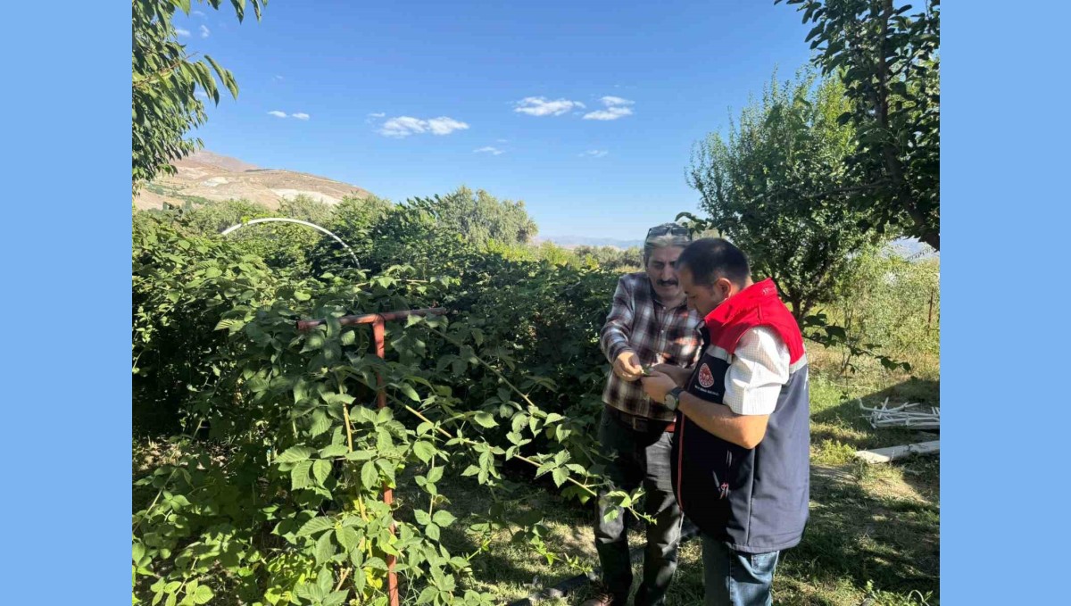 Büyük Çakırman köyündeki böğürtlen üretimi yerinde incelendi
