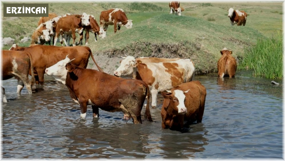 Büyükbaş hayvan sayısı yüzde 2,6 azaldı