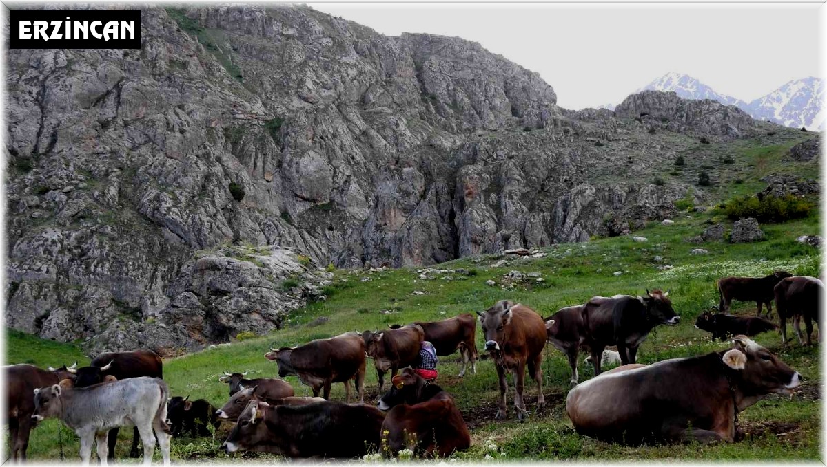 Büyükbaş hayvan sayısında düşüş