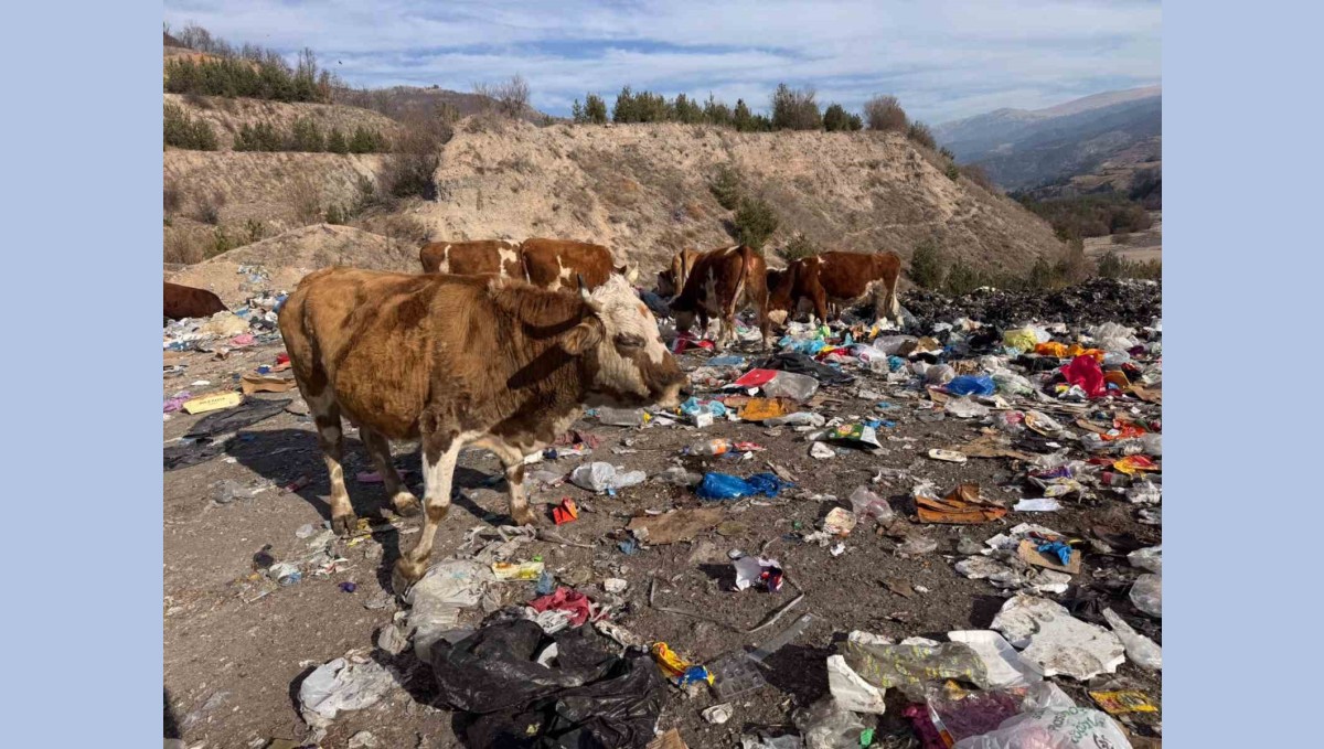Büyükbaş hayvanlar çöplükte besleniyor