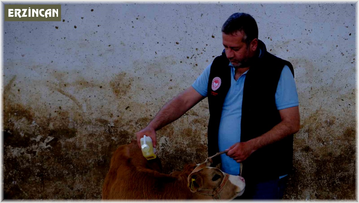 Büyükbaş hayvanlar kenelere karşı ilaçlanıyor