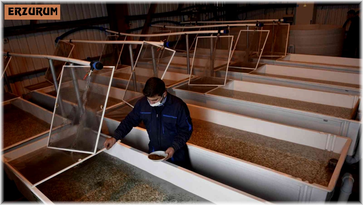 Büyükşehir'den yeni bir hamle yatırım daha: Yavru alabalık üretim tesisi