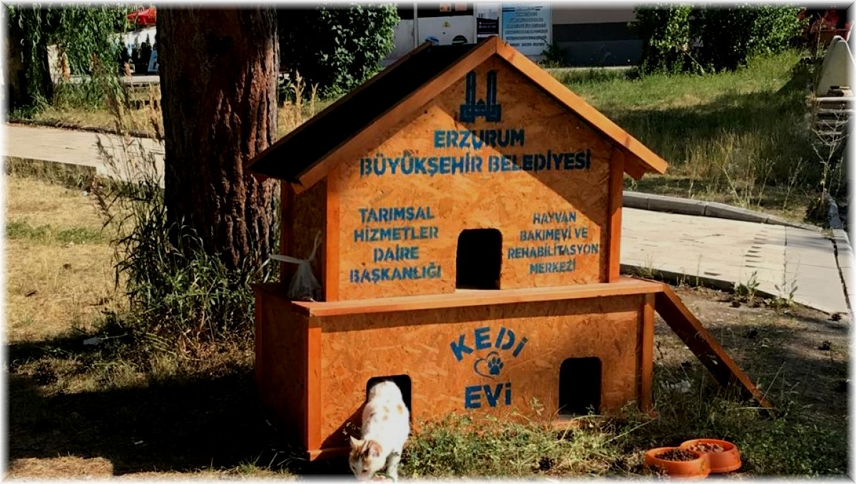 Büyükşehir il genelinde 68 noktaya kedi evi kurdu