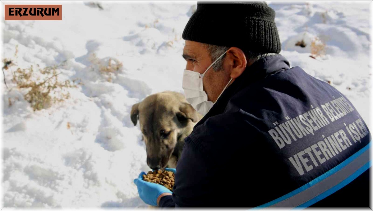 Büyükşehir'in ekipleri yaban hayatını korumak için doğaya yem bırakıyor