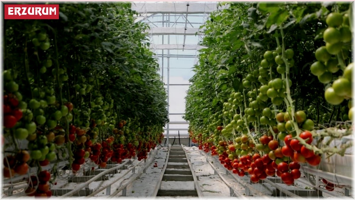 Büyükşehir seralarda sebze üretecek