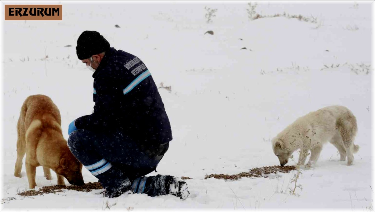 Büyükşehir yaban ve doğal hayatı koruyor
