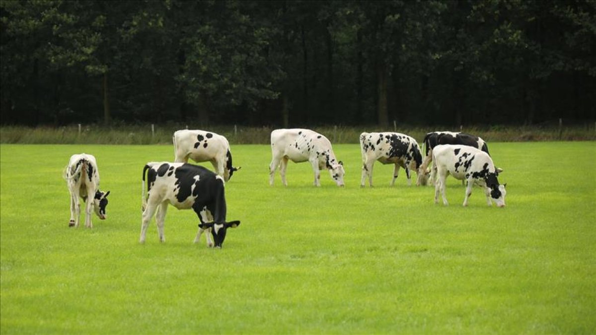 Buzağı kayıplarının önüne geçebilmek mümkün