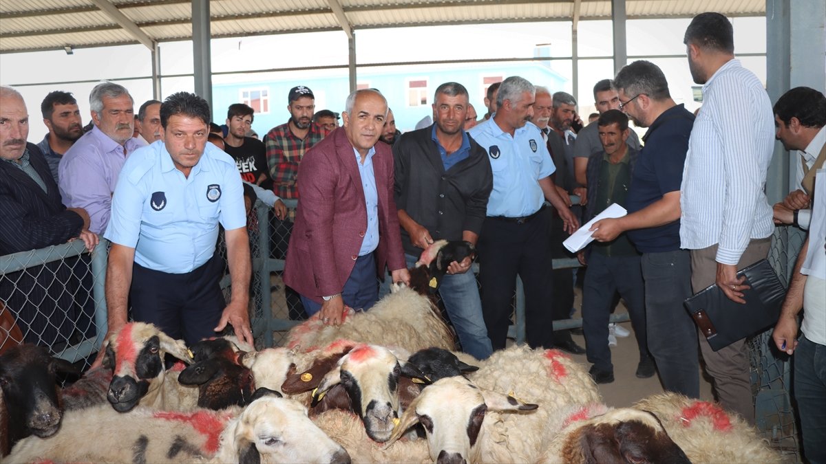 Çaldıran Belediyesi 100 aileye kurbanlık koyun ve bayram şekeri dağıttı