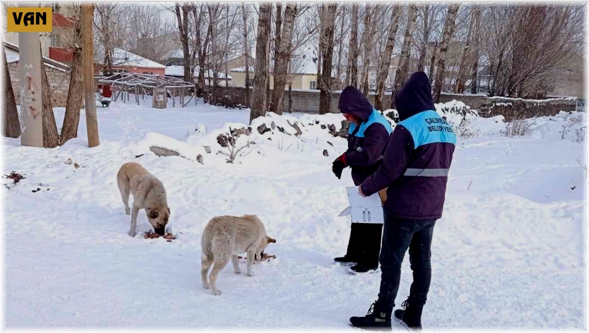 Çaldıran belediyesi sokak hayvanlarını unutmadı