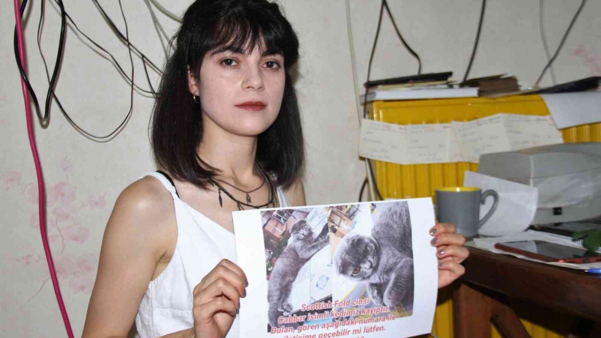 Çalınan kedisi için seferber oldu, geri getirirlerse şikayetçi olmayacak