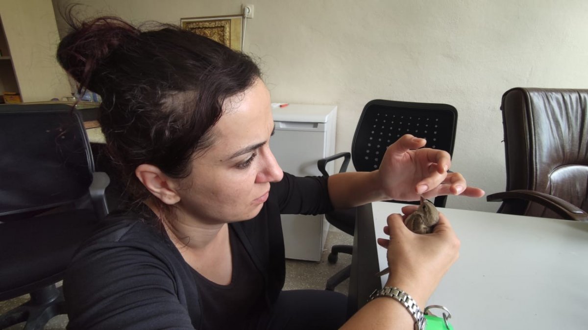 Cama vurup düşen serçeye parmağı ile su verdi, ardından doğal ortamına saldı