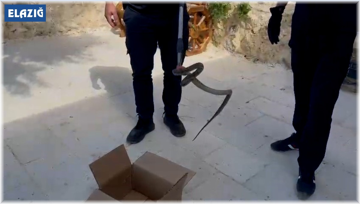 Cami avlusuna giren yılan, itfaiye ekipleri tarafından yakalandı